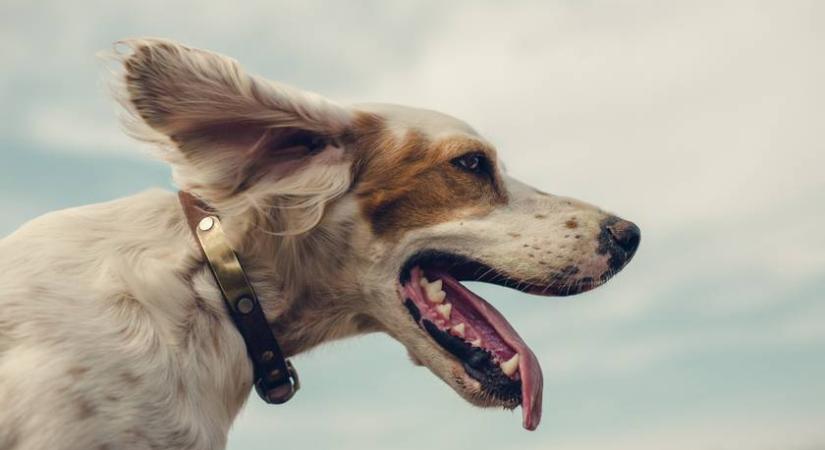 Kiderült, hogy az állatok is éreznek-e örömöt