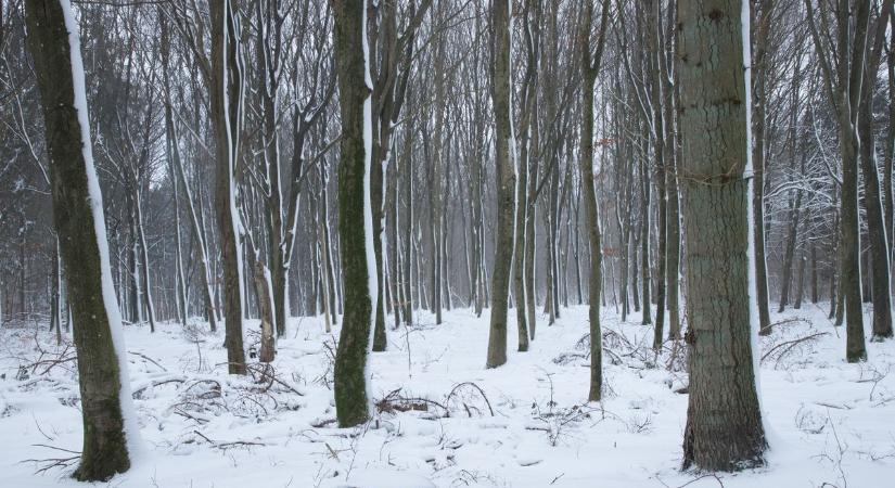 Szétrobbannak a fák? – Hátborzongató jelenség történik az erdőkben a hideg miatt