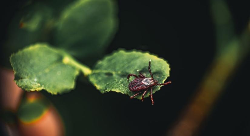 Kevesebb lesz a fagyok miatt a kullancs és a poloska? Szakértő válaszol