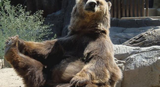 Február titkai: megijednek-e a medvék, és mit jelent az árnyékuk?