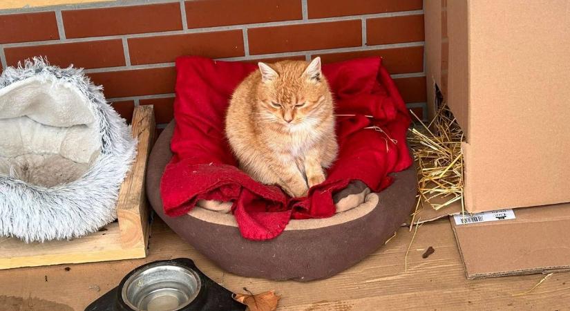 Állatokat mentettek a falvai boltnál, éjszakánként felriadnak a dolgozók