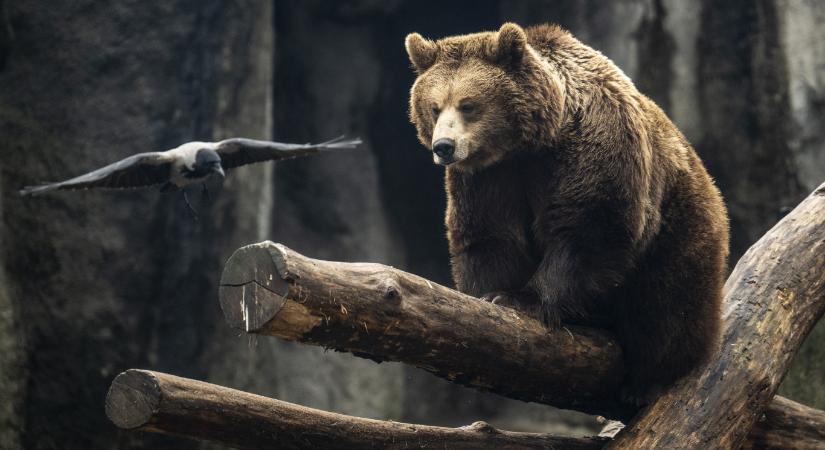 Ezzel a medvével mintha madarat lehetne fogatni