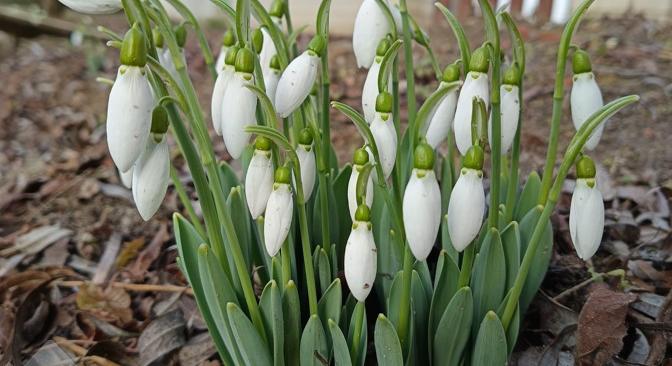Februári tavasz: megjelentek a tavasz első hírnökei