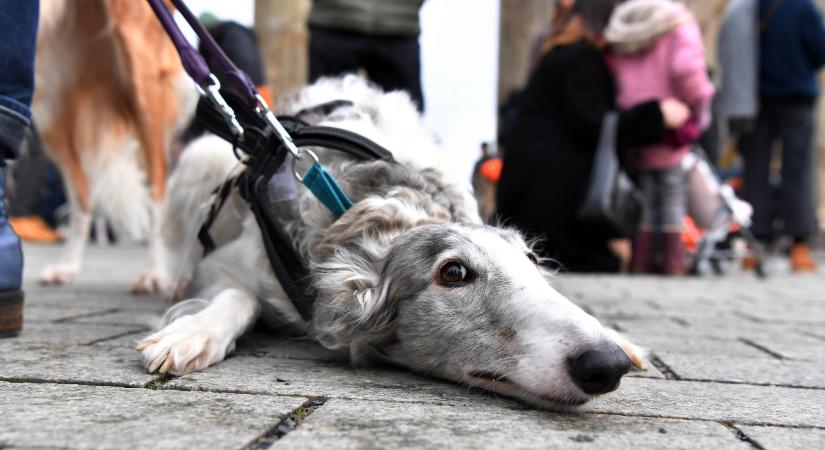 Tragikus nap ez, több tízezer kutyát ölnek meg február 1-jén