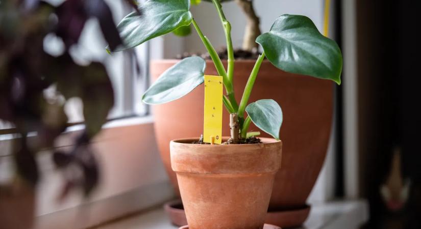 Nálad is megjelent a tőzeglégy? Ezt a filléres trükköt vesd be a bosszantó kis betolakodó ellen