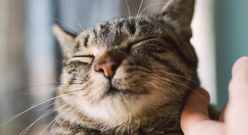 Tényleg nem lehet a macskákat tanítani? – Mutatjuk, mire számíts kezdő gazdiként