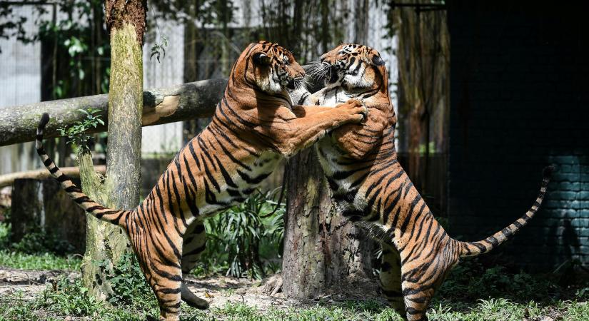 Tovább élnek a szaporodásra kevesebb energiát fordító állatok