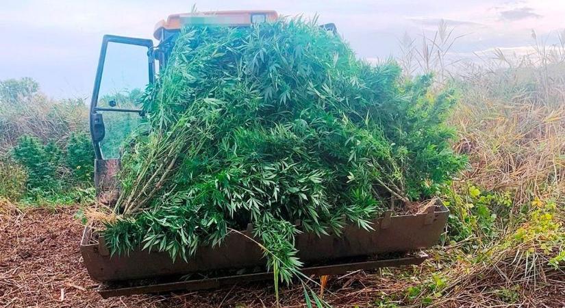 A vádlottak állítják: csak az egészségük miatt termesztették a marihuánát – ez volt a bíró reakciója