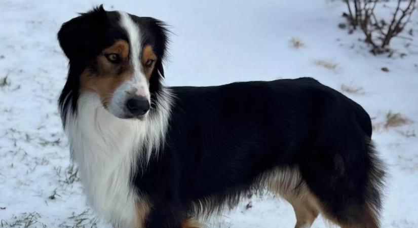 Megmentik a nők a kóbor kutyát: amikor ellenőrzik a mikrochipjét, megszakad a szívük