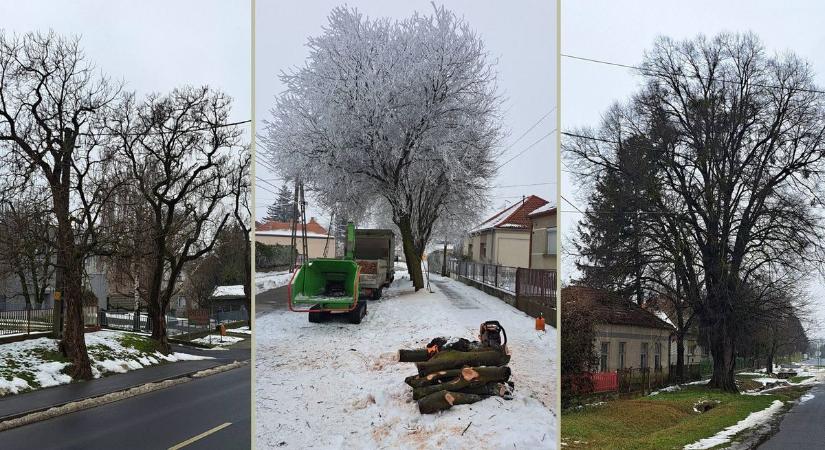 Mielőtt bármit tennének ebben a zalai városban, szakmai, műszeres vizsgálattal döntenek a fák sorsáról