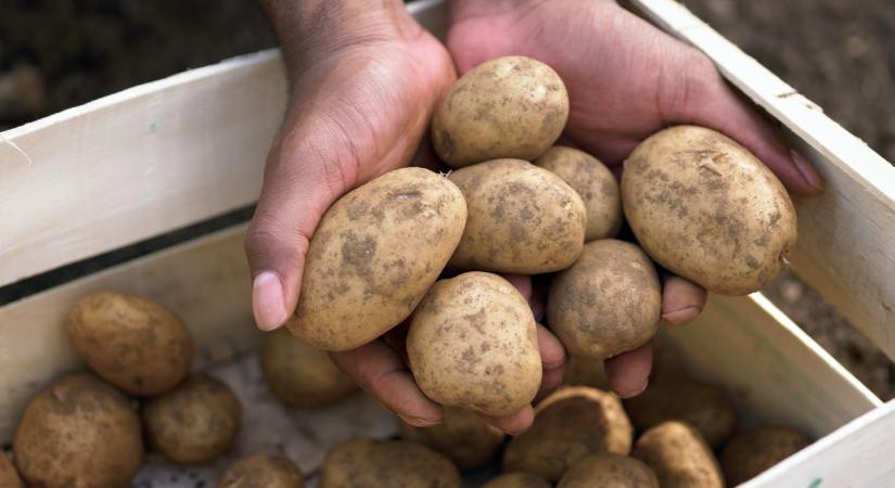 Erről mindenkinek tudnia kell: mérgező lehet a krumpli, ha rosszul tárolod