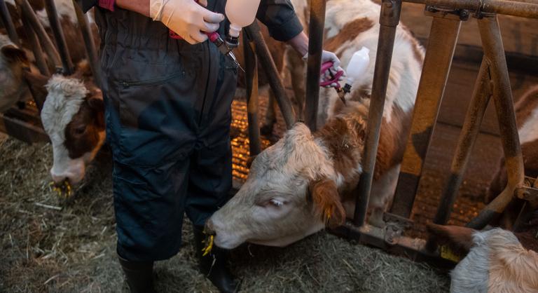 Idén először azonosították a rettegett betegséget Európában, amely szúnyogcsípéssel terjed
