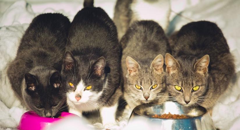 Szia, uram! Kilenc kóbor kiscica érdekel? Gazdájuk sohasem volt, elhunyt, aki etette őket