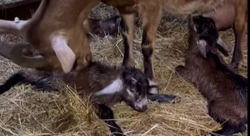 Hármas ikrek érkeztek Veszprém vármegyébe: megható pillanatok a Menedék Ökokertből ( videó)