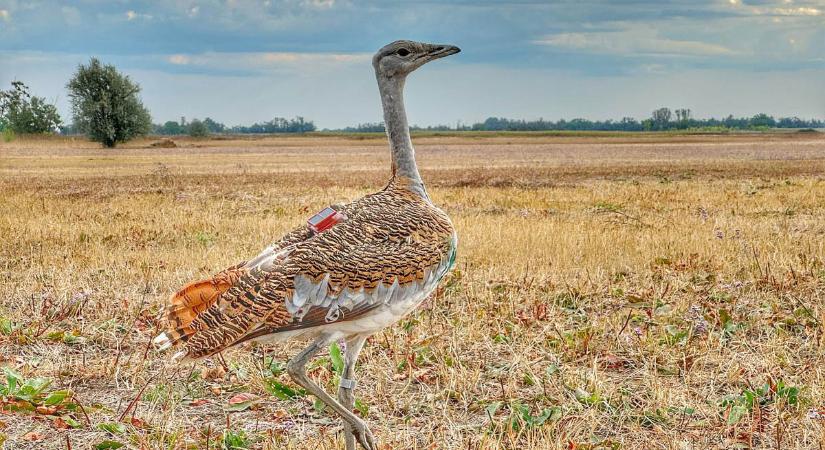 Meghirdették a XVI. Túzok Tusa természetismereti vetélkedőt