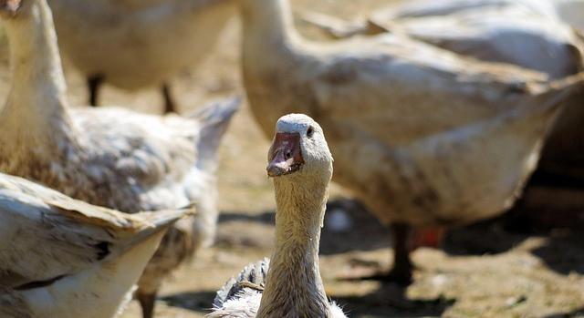 Jász-Nagykun-Szolnok vármegyében is megjelent a madárinfluenza