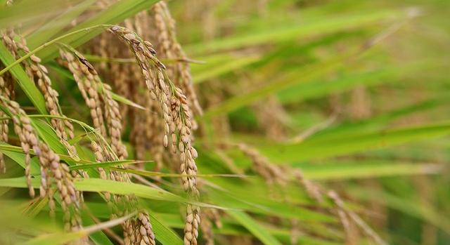 Változnak a rizstermesztés szabályai