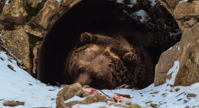 A nap nagy kérdése, hogy meglátja-e a medve az árnyékát?