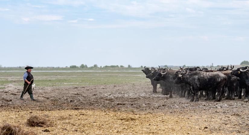 Mérlegen a magyarországi palagáz-kitermelés és a rengeteg veszélye