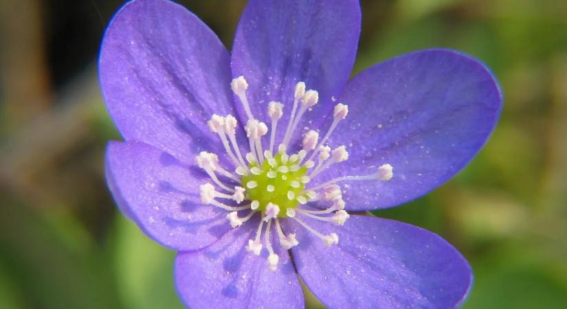 Liver Complex vélemények Milyen hatással van a máj egészségére