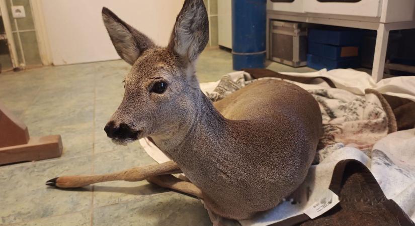 Megoperálták a Berettyóújfalunál talált őzet