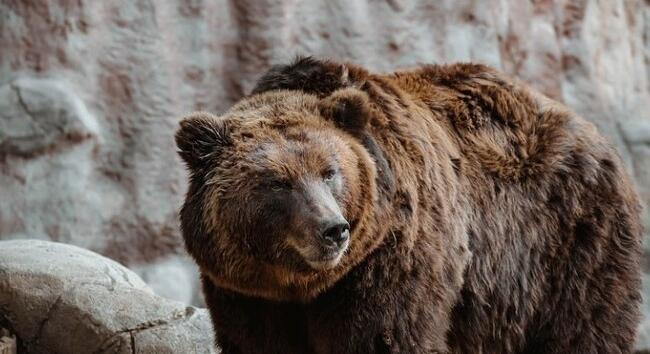 Vajon meglátja-e árnyékát a medve? - A hétfői időjárás-előrejelzésből kiderül