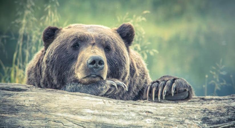 Mutatjuk mire számíthat holnap a medve, amikor kinéz a barlangjából
