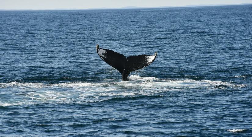 Hátborzongató csend az óceánban: elhallgattak a kék bálnák, ez figyelmeztetés az emberiség számára