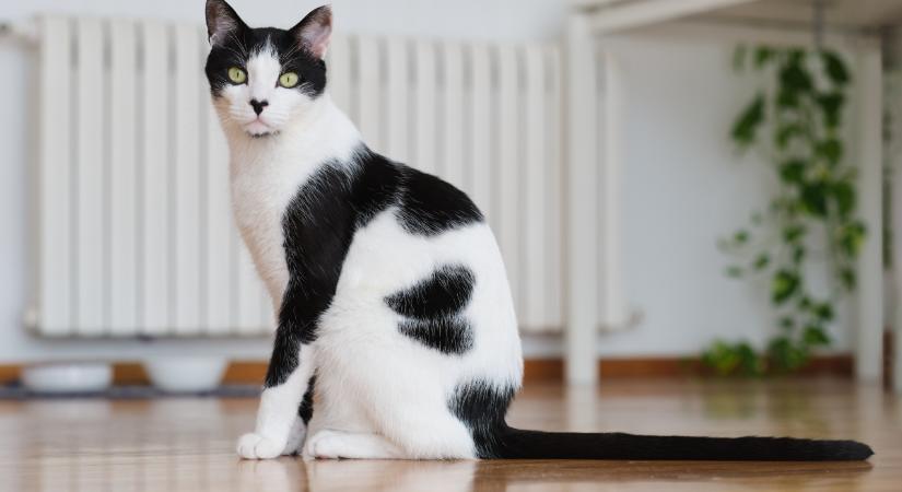 5 veszély, ami a lakásban hagyott cicákra leselkedik – így kerüld el a bajt