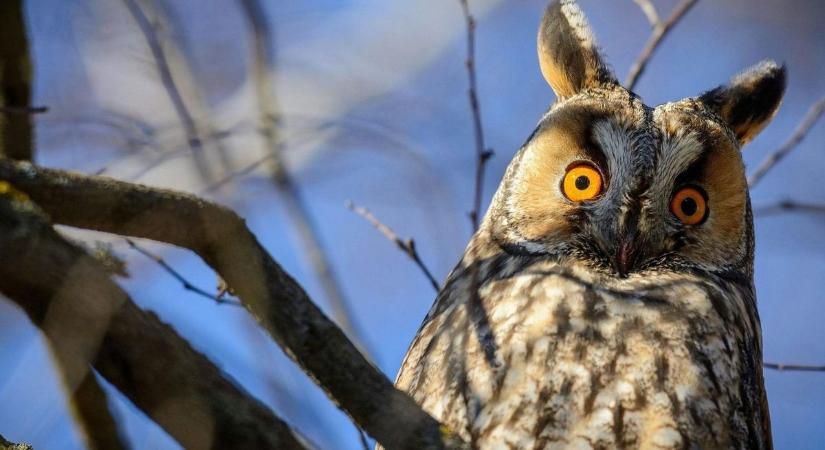 Baglyok lepték el Tatát - természetvédő magyarázta el, hogy miért látjuk őket fényes nappal