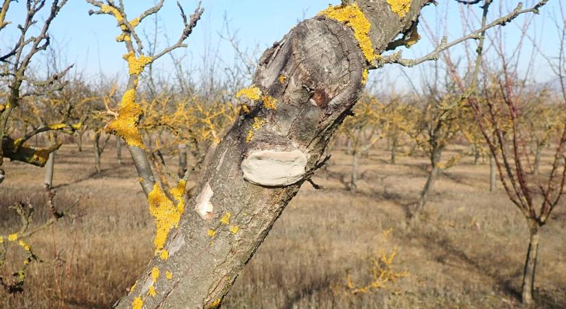 Nem csak formáz: amit a metszésről eddig nem mondtak el