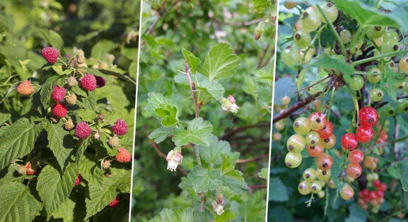 Nem lehet elrontani: 3 bogyós gyümölcs, amivel a kezdők is sikerélményt szereznek