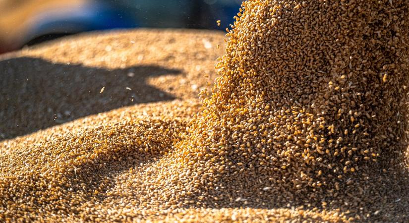 Bászna-ügy: 8 milliárd Ft követelést jeleznek a gabonaszövetségi tagok