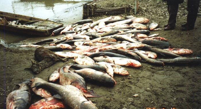 Szomorú évforduló: 26 éve történt a tiszai cianidszennyezés