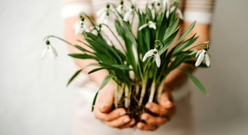 51 gyönyörű cserepes virág, amit már most beszerezhetsz és kora tavasszal kiültethetsz a kertedbe