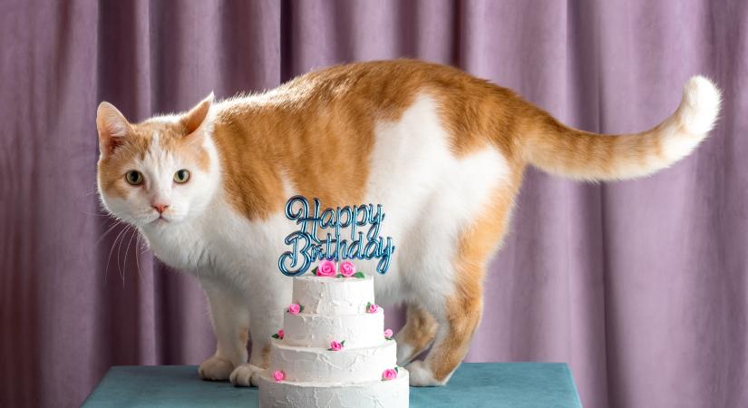 Ünneplitek a cicátok születésnapját? Olvasóink elárulták, hogyan teszik különlegessé ezt a napot