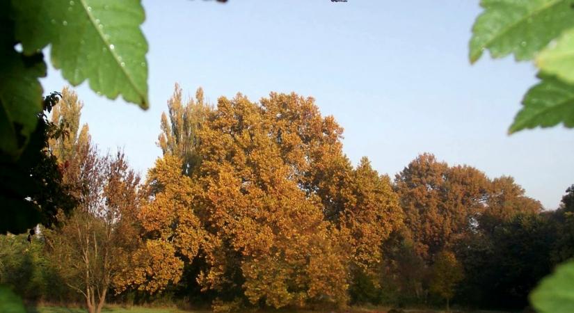 Magyar fa is beszállt a Európai Év Fája versenybe