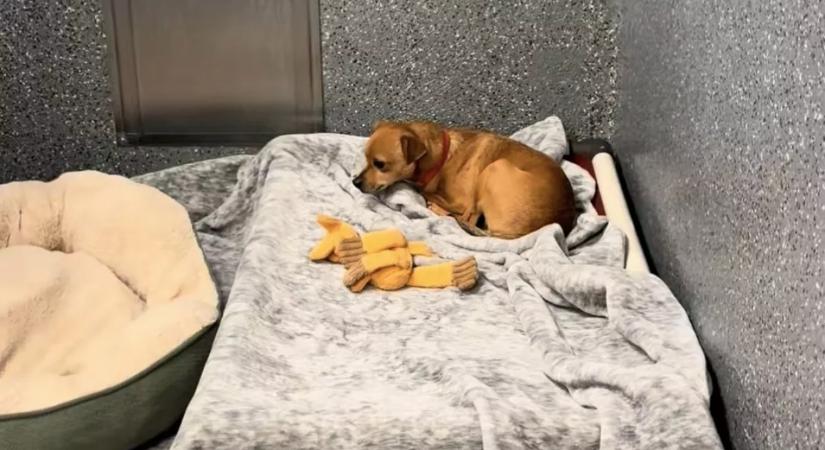 Örökbe fogadták a kutya testvéreit, a reakciója szívszaggató