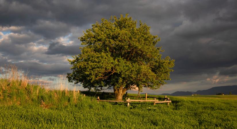 Európa Év Fája 2026: Egy 150 éves liptói vadalmafa képviseli Szlovákitát