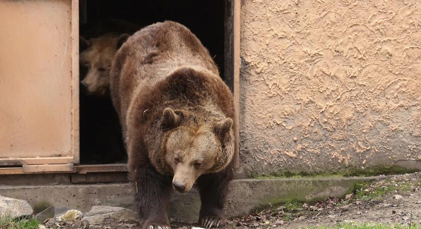 Egy árnyék mindent eldönt? Kinek a medve, kinek a mormota jósol