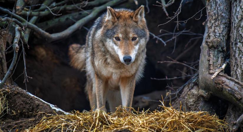 A magyar vidék réme: így tartotta félelemben egész Bács-Kiskunt a farkas
