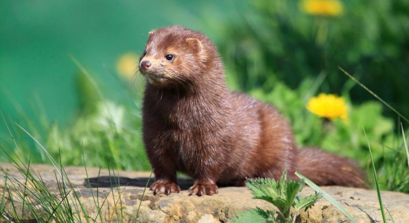 Aggódnak a szakértők: új ragadozó jelent meg a dunántúli vizeknél