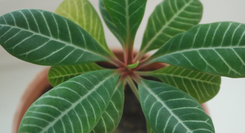 Apró rovar, óriási kár – titkos ellenség támad a cserepekben