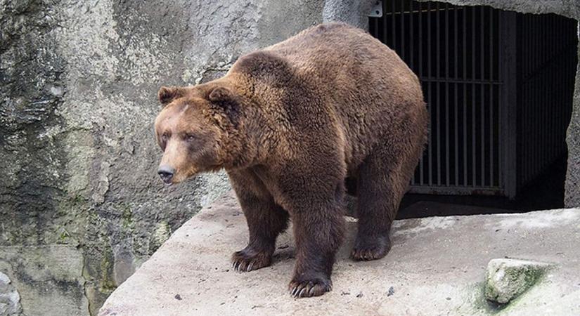 Ma mindenki a medvére figyel, nem biztos, hogy tetszik neki az idő