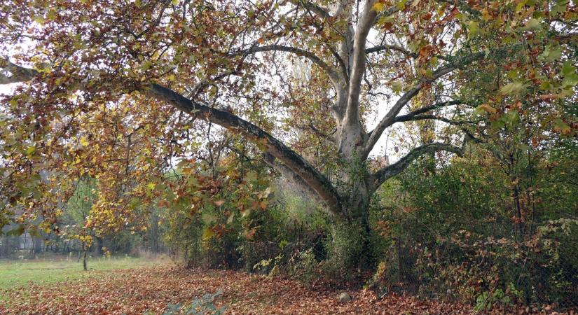 A magyarok is beszálltak ebbe a különleges versenybe