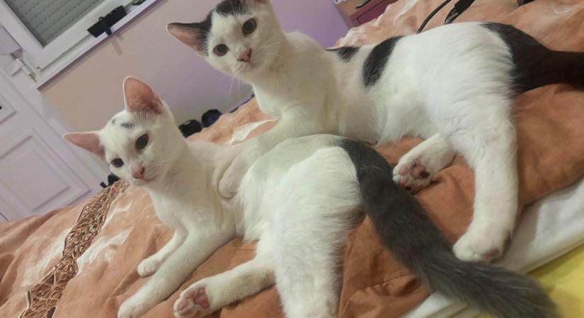 Gazdikereső: Kandúrkák várnak rád