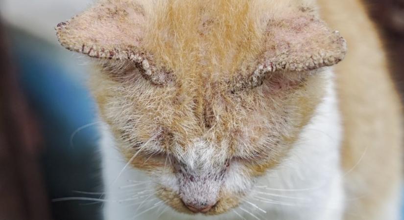 Így ismerd fel a rühességet a macskán: itt jelenik meg először