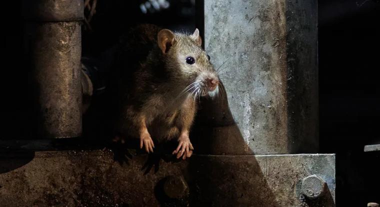 Patkányok ették meg a londoni netet