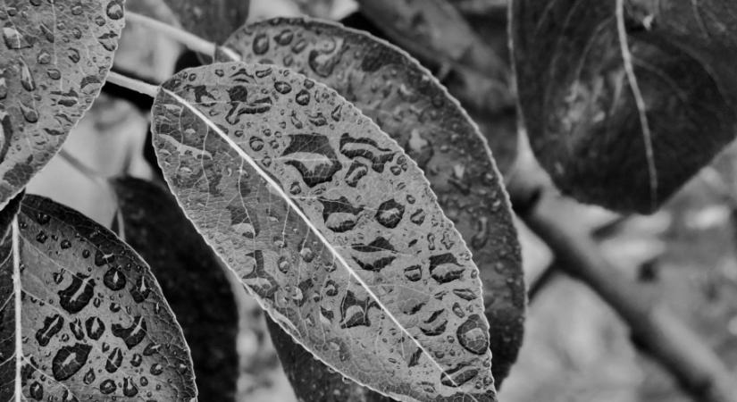 Olyan hirtelen tör ránk a tavasz, tán mint még soha!