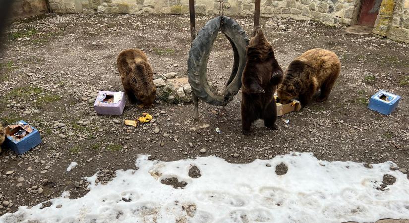 Döme, Dömzsi, Kokkolino és Jimy jósolták a tavaszt a marosvásárhelyi állatkertben (VIDEÓ)